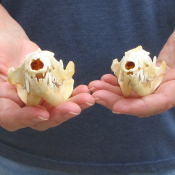 Two piece B-Grade Opossum Skulls 4" & 4-1/2"