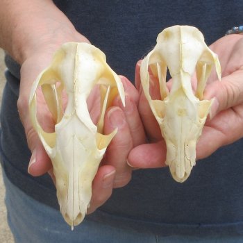 Two piece B-Grade Opossum Skulls 4" & 4-1/2"