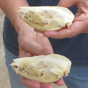 Two piece B-Grade Opossum Skulls 4" & 4-1/2"