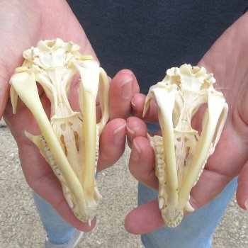 Two piece B-Grade Opossum Skulls 4" & 4-1/2"