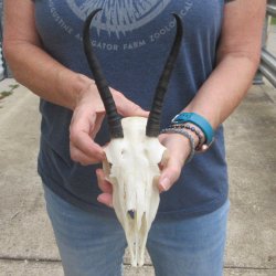 Craft Grade 6" Horns on Female Springbok Skull