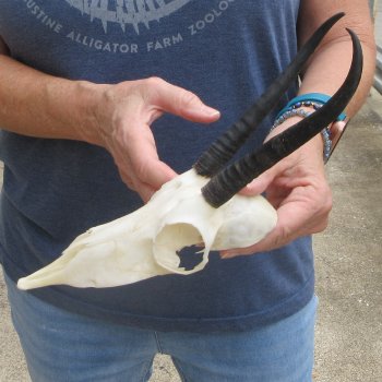 Craft Grade 6" Horns on Female Springbok Skull