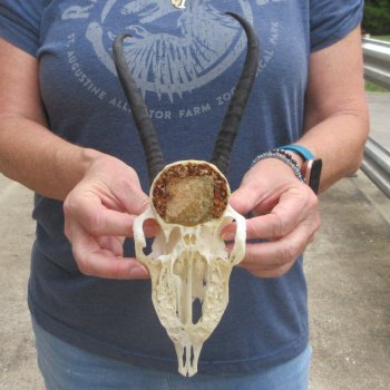 Craft Grade 6" Horns on Female Springbok Skull