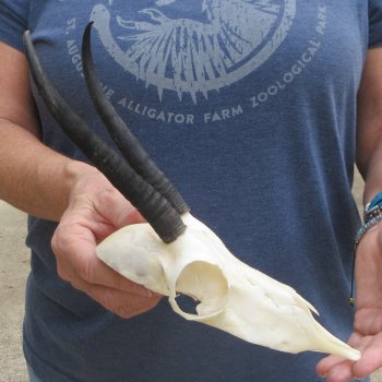 Craft Grade 6" Horns on Female Springbok Skull