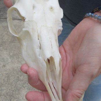 Craft Grade 6" Horns on Female Springbok Skull