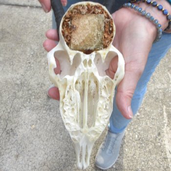 Craft Grade 6" Horns on Female Springbok Skull