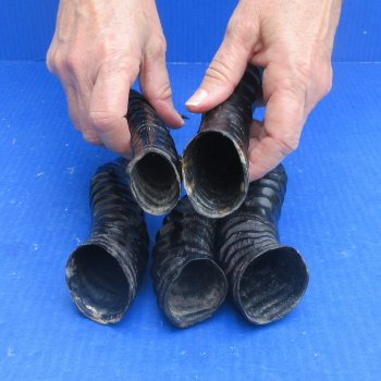 Five piece Polished Male Springbok Horns 