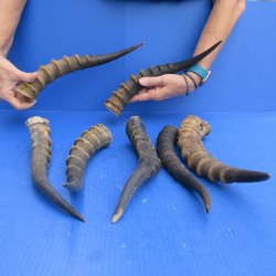 Seven piece B-Grade Blesbok Horns 13" to 15"