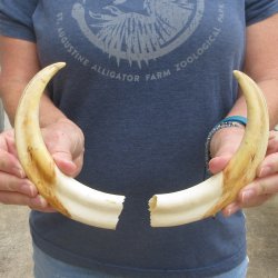 Matching pair of 9 inch Warthog Tusks 