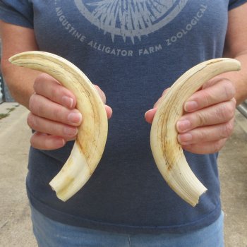 Matching pair of 9 inch Warthog Tusks 