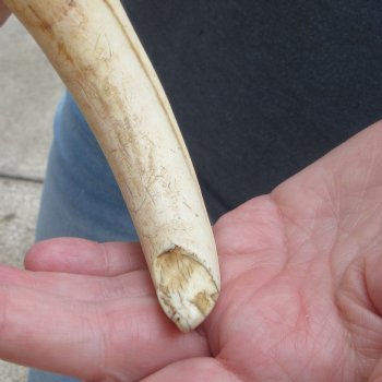 Matching pair of 9 inch Warthog Tusks 