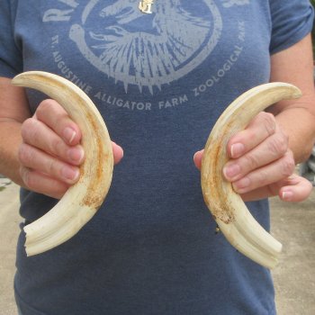 Matching pair of 9 inch Warthog Tusks 