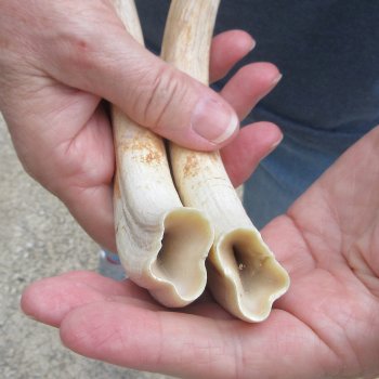 Matching pair of 9 inch Warthog Tusks 