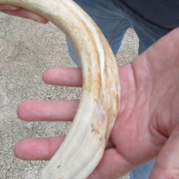 Matching pair of 9 inch Warthog Tusks 