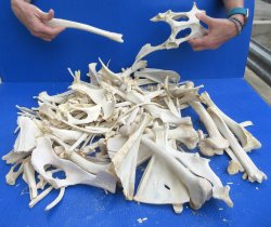 #2 Grade 10lbs of Assorted Bones 