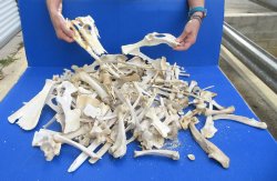 #2 Grade 10lbs of Assorted Bones 