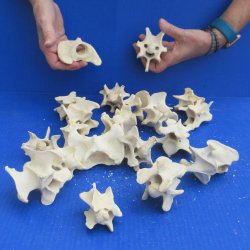 20 Deer Neck Vertebrae, 2" to 3-1/2" 