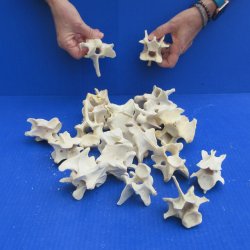 20 Deer Neck Vertebrae, 2" to 3-1/2" 