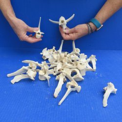 Twenty Five piece Wild Boar Vertebrae Bones 3-1/2" to 5"