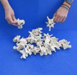 20 Deer Neck Vertebrae, 2" to 3-1/2" 
