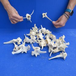 Twenty Five piece Wild Boar Vertebrae Bones 3-1/2" to 5"