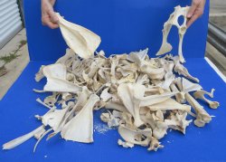 #2 Grade 10lbs of Assorted Bones 