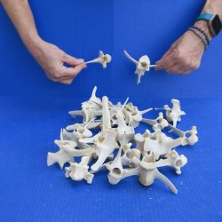 Twenty Five piece Wild Boar Vertebrae Bones 3-1/2" to 5"