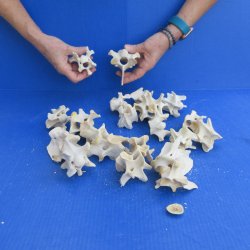 20 Deer Neck Vertebrae, 2" to 3-1/2" 
