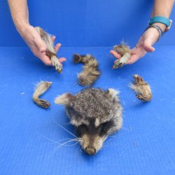 Preserved Raccoon H...