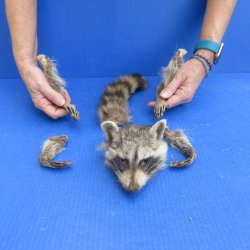 Preserved Raccoon H...