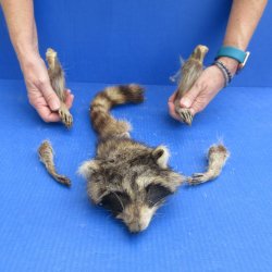 Preserved Raccoon H...