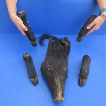 Preserved Wild Boar Head with Tail and 4 Legs 
