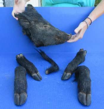 Preserved Wild Boar Head with Tail and 4 Legs 