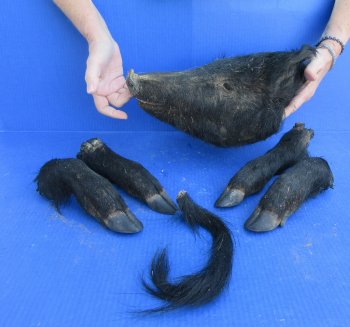 Preserved Wild Boar Head with Tail and 4 Legs 