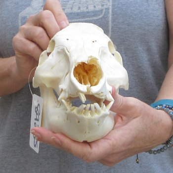 11-1/2" Wild Boar Skull 