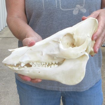 11-1/2" Wild Boar Skull 