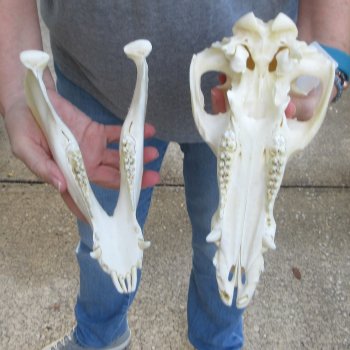 11-1/2" Wild Boar Skull 