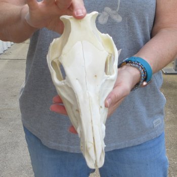 10" Wild Boar Skull 