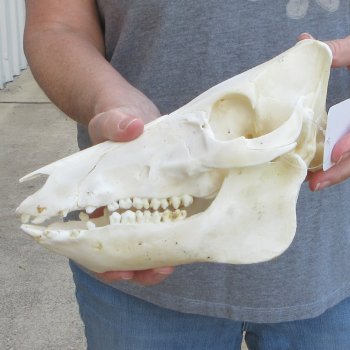 10" Wild Boar Skull 