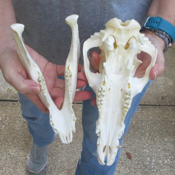 10" Wild Boar Skull 