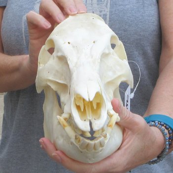 13-1/2" Wild Boar Skull 