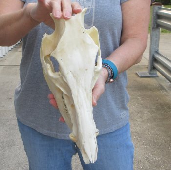 13-1/2" Wild Boar Skull 
