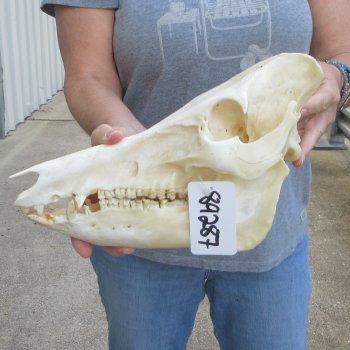 13-1/2" Wild Boar Skull 