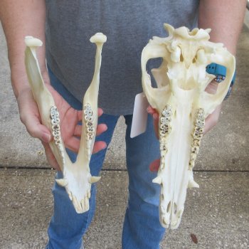 13-1/2" Wild Boar Skull 