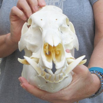 12-1/2" Wild Boar Skull 