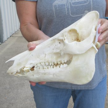 12-1/2" Wild Boar Skull 