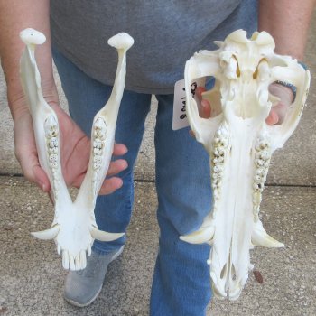 12-1/2" Wild Boar Skull 