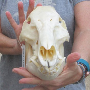 12-1/2" Wild Boar Skull 