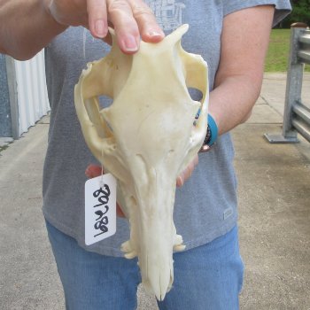 12-1/2" Wild Boar Skull 