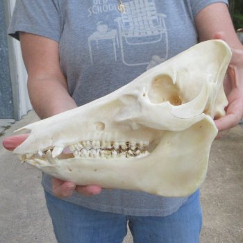 12-1/2" Wild Boar Skull 